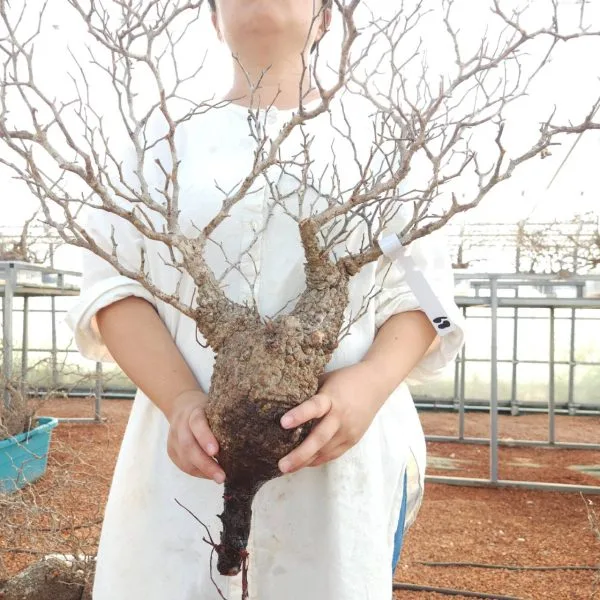 G1029 パキプス ベアルート 山採り新鮮オペルクリカリア パキプス