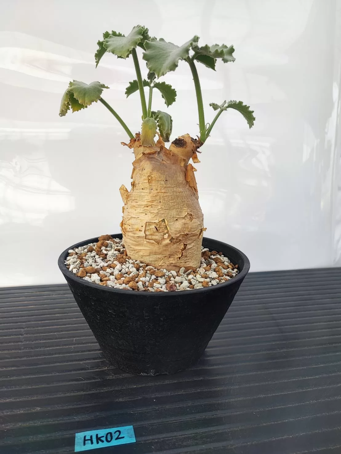 塊根植物専門『ハコネコオークション』開催中！！ – HakoNeko_Plants