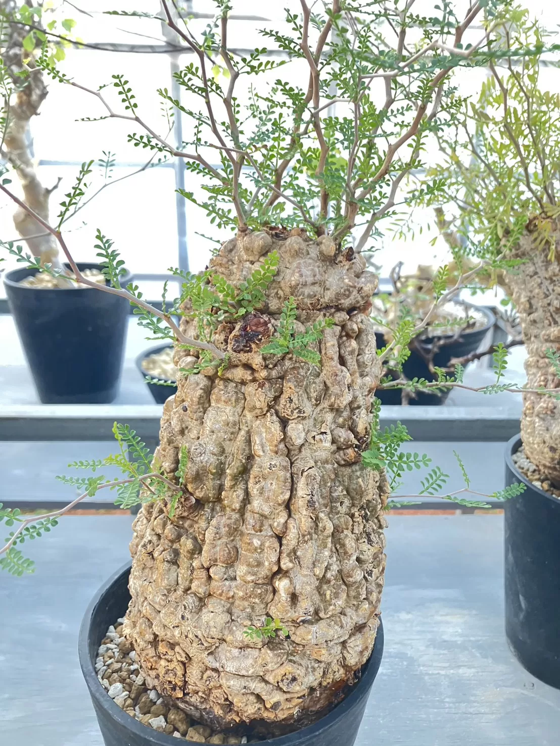 塊根植物専門『ハコネコオークション』開催中！！ – HakoNeko_Plants