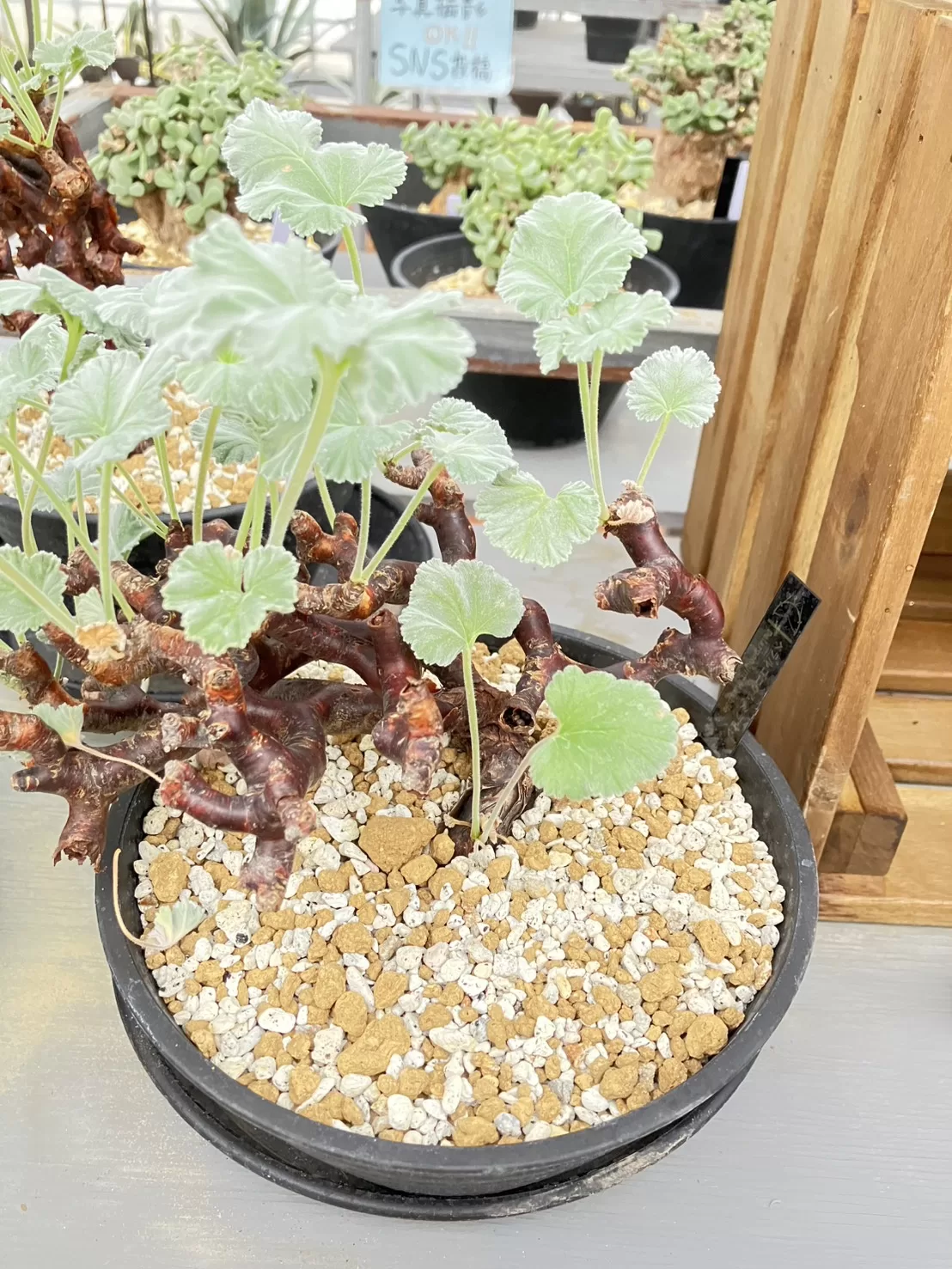 塊根植物専門『ハコネコオークション』開催中！！ – HakoNeko_Plants